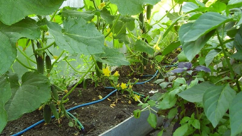 Instructions étape par étape pour les jardiniers novices: comment arroser correctement les concombres