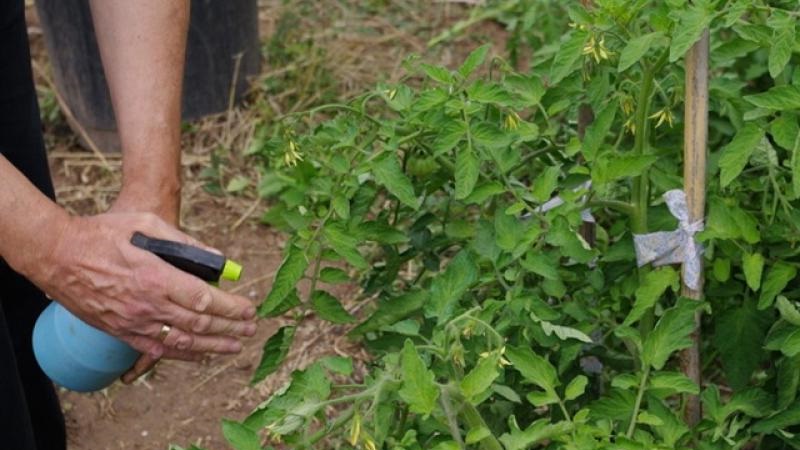 Comment appliquer correctement le sulfate de cuivre du mildiou sur les tomates: instructions étape par étape et recommandations utiles