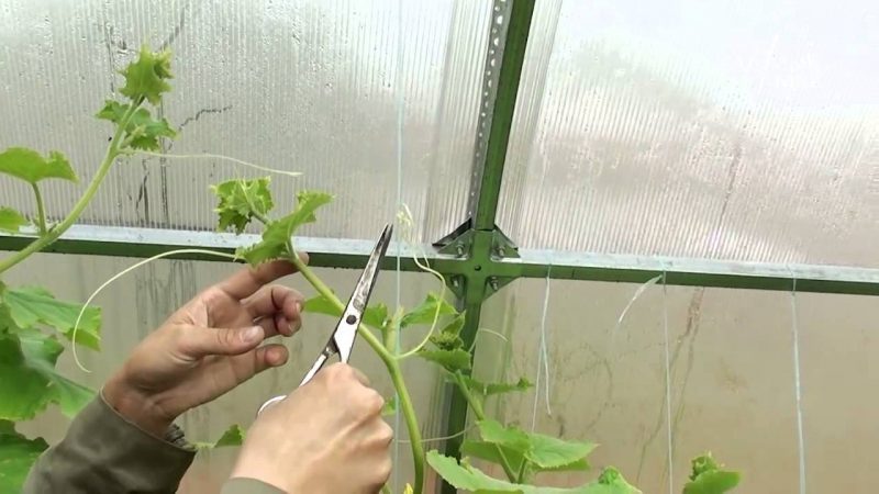 Comment pincer correctement les concombres - quand et pourquoi est-il nécessaire