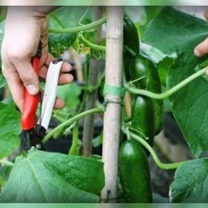 Comment pincer correctement les concombres - quand et pourquoi est-il nécessaire