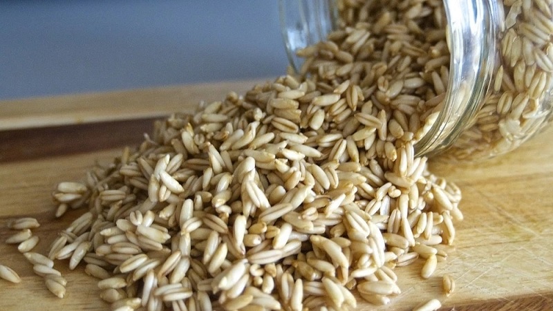 Comment faire germer de l'avoine à la maison pour la nourriture: instructions étape par étape