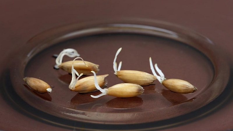 Comment faire germer de l'avoine à la maison pour la nourriture: instructions étape par étape