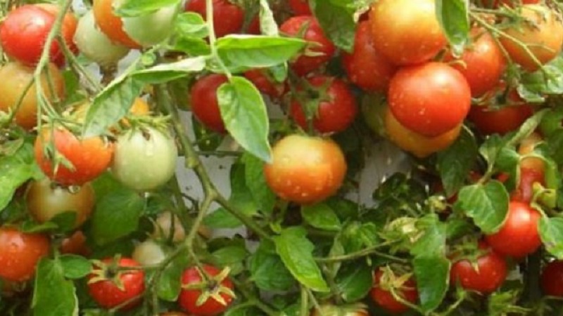 Nous vous expliquerons et vous montrerons comment faire pousser une explosion de tomates et quoi faire pour obtenir une riche récolte de tomates