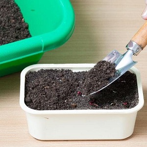 Nous vous expliquerons et vous montrerons comment faire pousser une explosion de tomates et quoi faire pour obtenir une riche récolte de tomates