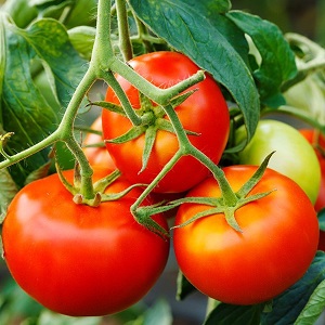 Nous vous expliquerons et vous montrerons comment faire pousser une explosion de tomates et quoi faire pour obtenir une riche récolte de tomates