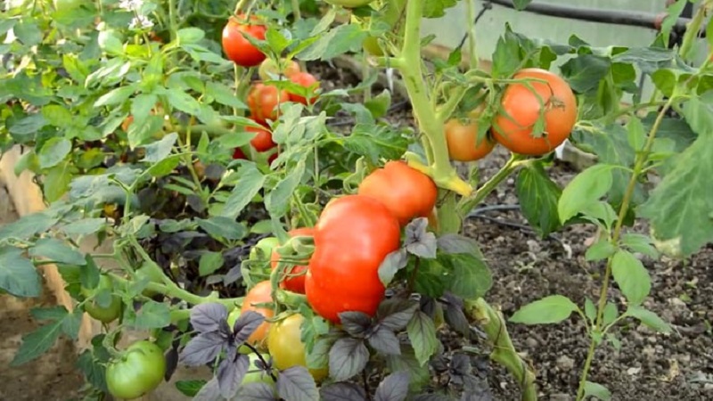 Nous vous expliquerons et vous montrerons comment faire pousser une explosion de tomates et quoi faire pour obtenir une riche récolte de tomates