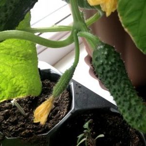 Comment faire pousser des concombres sur un rebord de fenêtre dans un appartement: technologie pour faire pousser une récolte riche