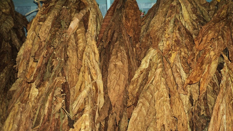 Quelles sont les variétés de tabac qui ne nécessitent pas de fermentation