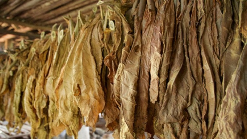 Quelles sont les variétés de tabac qui ne nécessitent pas de fermentation