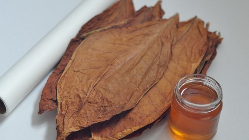 Quelles sont les variétés de tabac qui ne nécessitent pas de fermentation