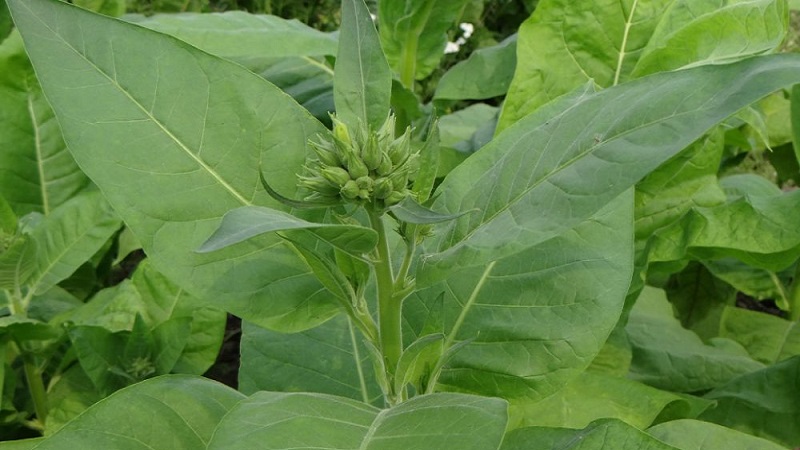 Quelles sont les variétés de tabac qui ne nécessitent pas de fermentation