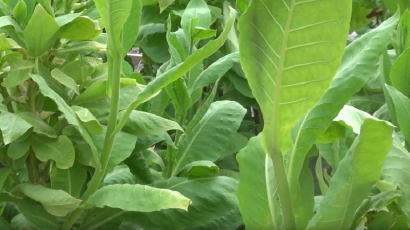 Quelles sont les variétés de tabac qui ne nécessitent pas de fermentation