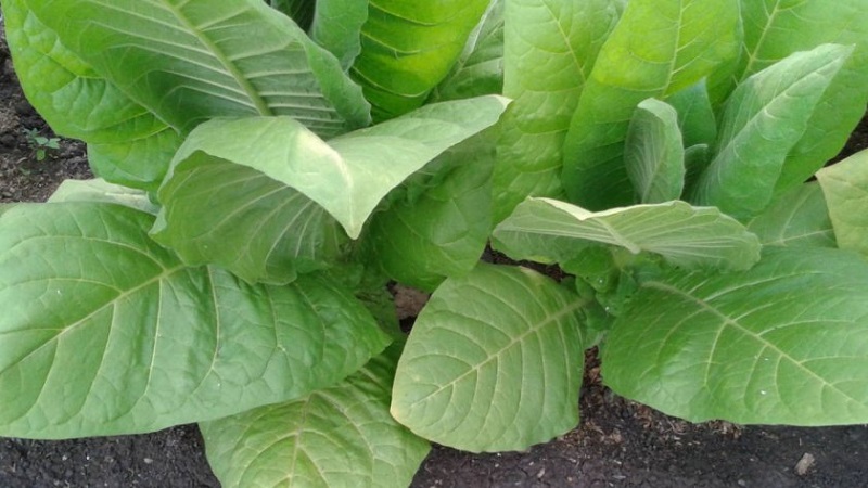 Quelles sont les variétés de tabac qui ne nécessitent pas de fermentation