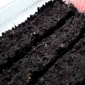 Quels rendements pouvez-vous attendre d'une tomate au miel en extérieur