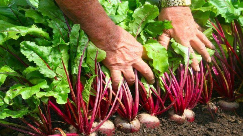 Quand retirer les betteraves du jardin pour le stockage: récolter à temps
