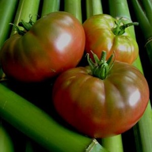 Tomato Mikado aimé des résidents d'été avec une riche palette de sous-espèces et une forte immunité - nous la cultivons nous-mêmes sans tracas