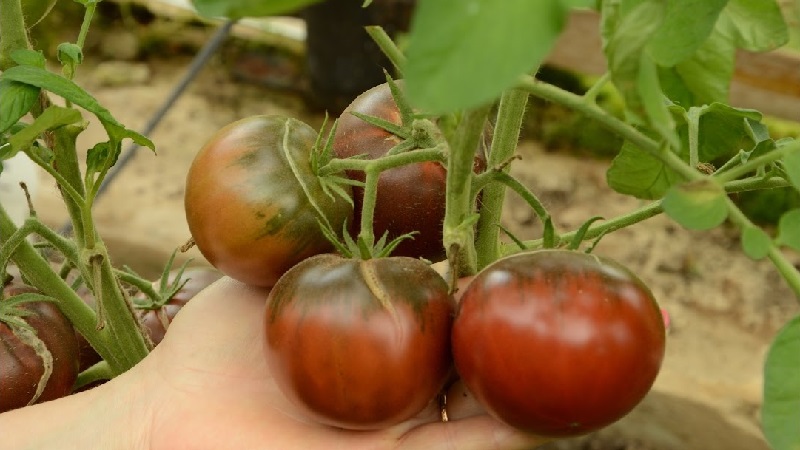 Tomato Mikado aimé des résidents d'été avec une riche palette de sous-espèces et une forte immunité - nous la cultivons nous-mêmes sans tracas