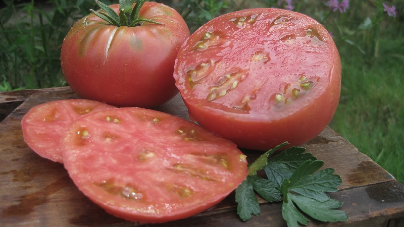 Tomato Mikado aimé des résidents d'été avec une riche palette de sous-espèces et une forte immunité - nous cultivons nous-mêmes sans tracas