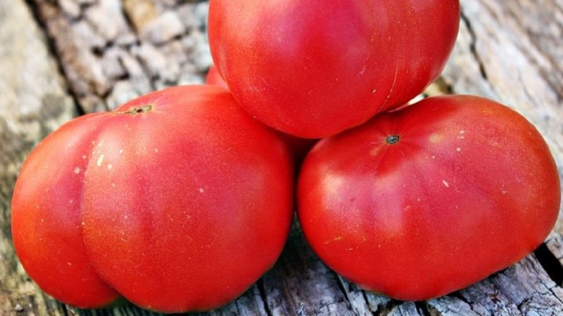 Tomato Mikado aimé des résidents d'été avec une riche palette de sous-espèces et une forte immunité - nous la cultivons nous-mêmes sans tracas