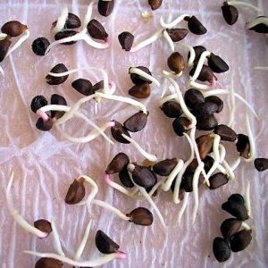 Est-il possible de manger des graines de pastèque et en quoi sont-elles utiles pour le corps?