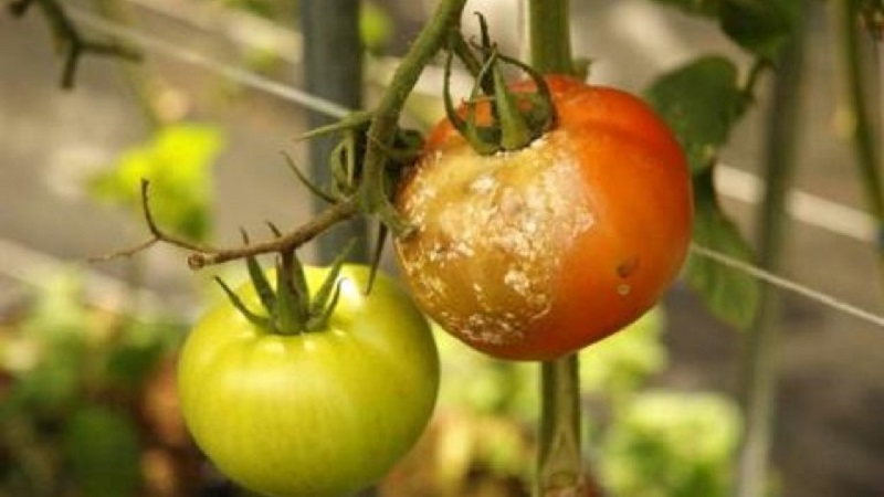 Les tomates peuvent-elles être traitées avec de la furaciline contre le mildiou et quel en sera l'effet?