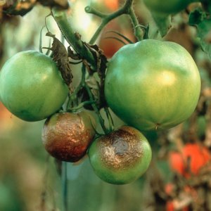 Un médicament fiable pour protéger la santé des tomates - Penncoceb pour le traitement des tomates: mode d'emploi
