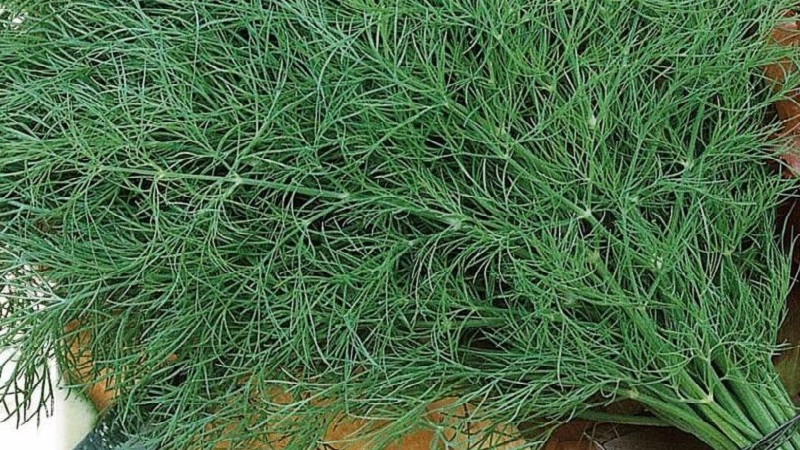 Examen des meilleures variétés d'aneth pour les verts et les parapluies, recommandations pour leur bon choix