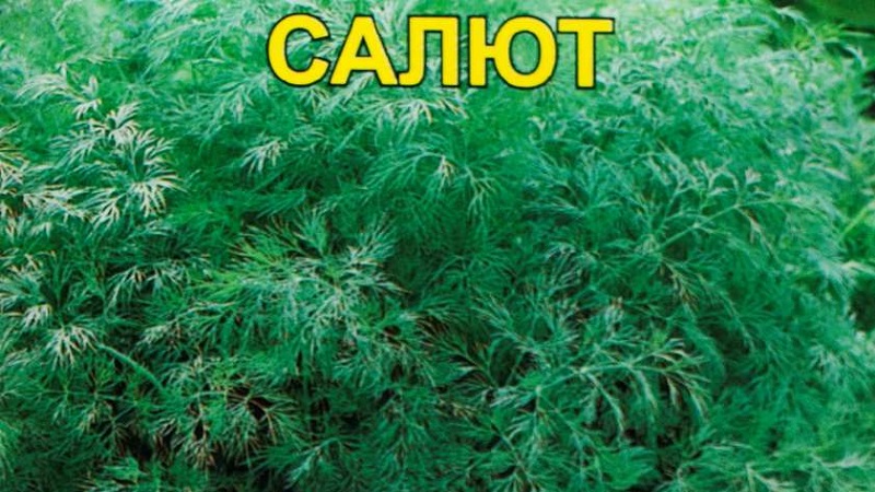 Examen des meilleures variétés d'aneth pour les verts et les parapluies, recommandations pour leur bon choix