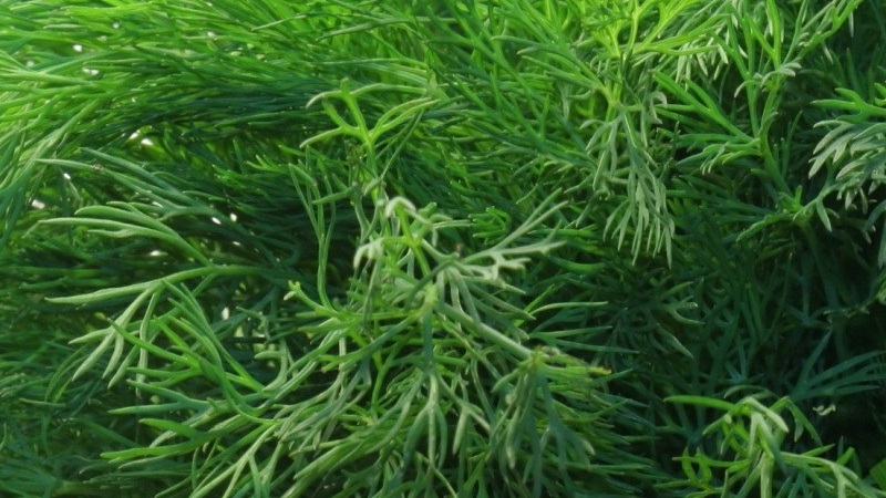 Examen des meilleures variétés d'aneth pour les verts et les parapluies, recommandations pour leur bon choix