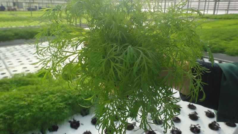 Examen des meilleures variétés d'aneth pour les verts et les parapluies, recommandations pour leur bon choix