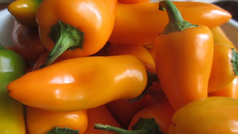 Poivre de chanterelle très brillant et étonnamment savoureux pour les préparations, les plats délicieux et la consommation fraîche