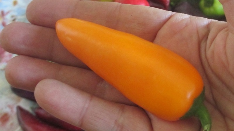 Poivre de chanterelle très brillant et étonnamment savoureux pour les préparations, les plats délicieux et la consommation fraîche