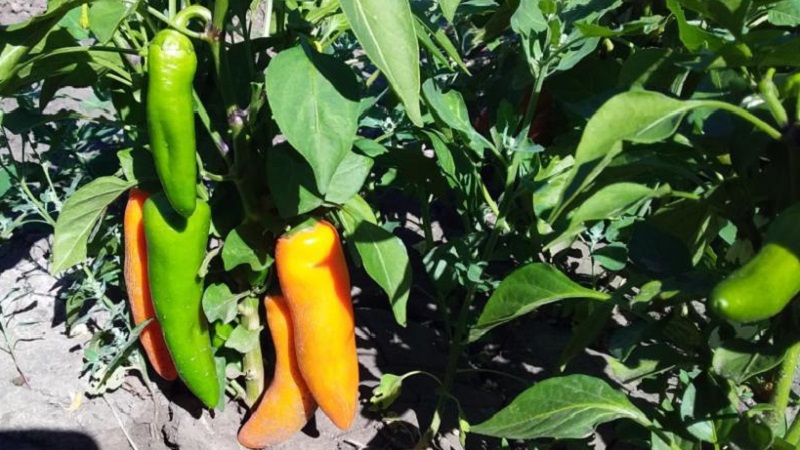 Poivre de chanterelle très brillant et étonnamment savoureux pour les préparations, les plats délicieux et la consommation fraîche