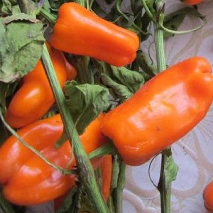 Poivre de chanterelle très brillant et étonnamment savoureux pour les préparations, les plats délicieux et la consommation fraîche