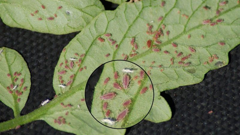 L'une des variétés les plus délicieuses pour la consommation fraîche est la tomate jaune géante