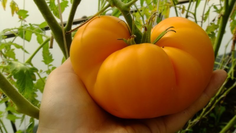 L'une des variétés les plus délicieuses pour la consommation fraîche est la tomate géante jaune