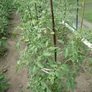 Pourquoi la couleur de la tomate tombe-t-elle dans une serre: que faire pour sauver votre récolte de tomates
