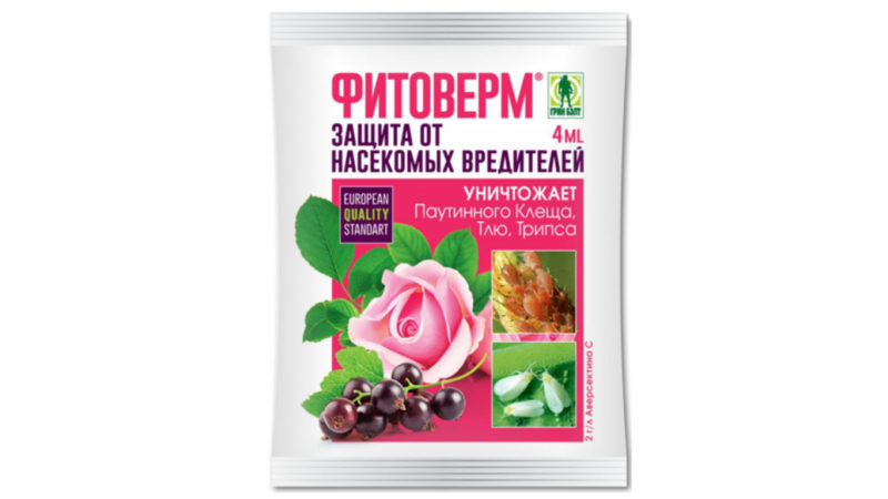 Pourquoi le tétranyque apparaît-il sur les concombres: que faire pour vaincre le ravageur et sauver la récolte