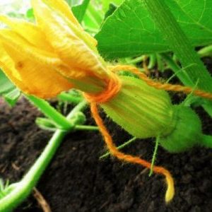 Pourquoi les ovaires de citrouille jaunissent et tombent: déterminez la cause du problème et sauvez notre récolte