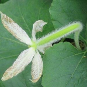 Pourquoi les ovaires de citrouille jaunissent et tombent: déterminez la cause du problème et sauvez notre récolte