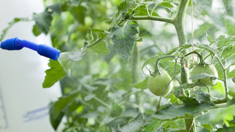 Guide étape par étape pour traiter les tomates avec du métronidazole contre le mildiou: combattre et prévenir les maladies