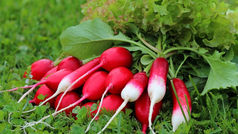 Les avantages et les inconvénients des radis pour le corps humain