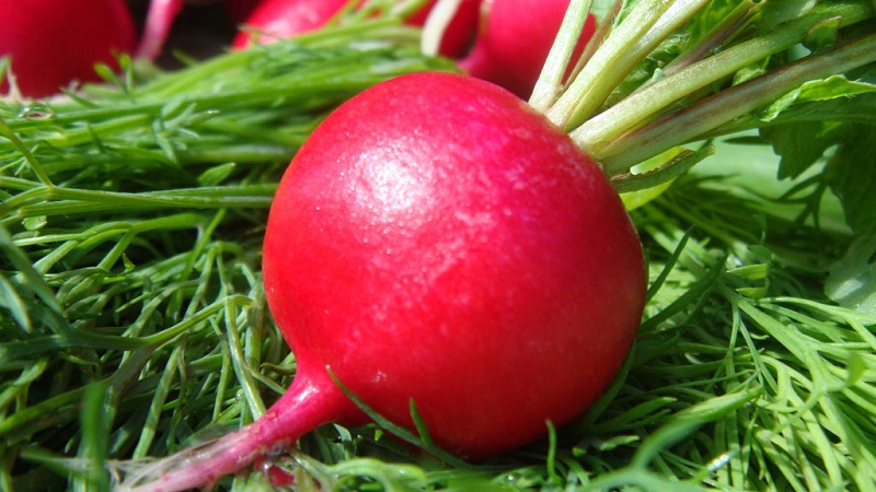 Les avantages et les inconvénients des radis pour le corps humain