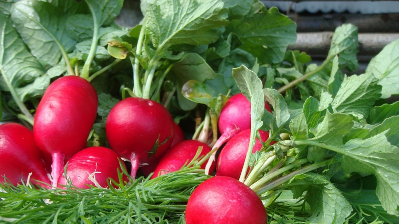 Les avantages et les inconvénients des radis pour le corps humain