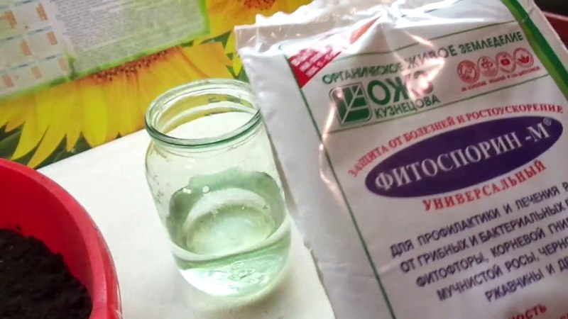 Causes et méthodes de traitement de la plaque noire sur les feuilles de concombre dans une serre