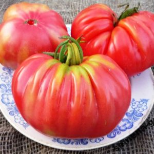 Comment faire pousser et où utiliser la livre de tomate Rosamarin