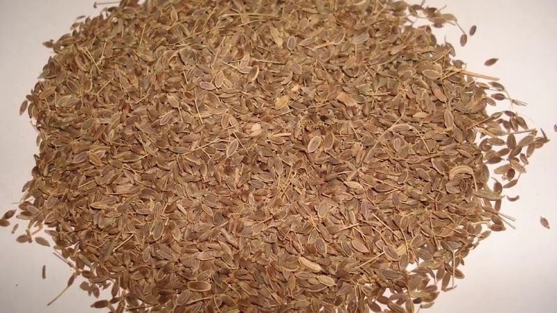 Nous sommes traités efficacement: comment utiliser correctement les graines d'aneth pour la cystite