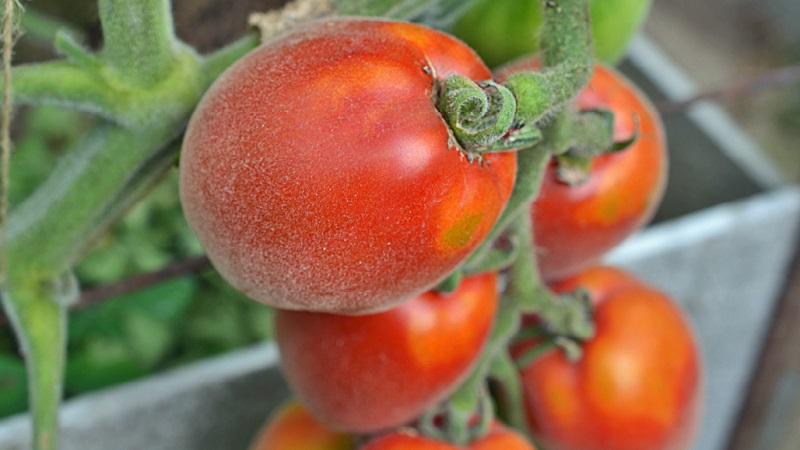 Un invité fabuleux sur votre site: la tomate Scheherazade - comment la cultiver correctement pour obtenir une récolte riche