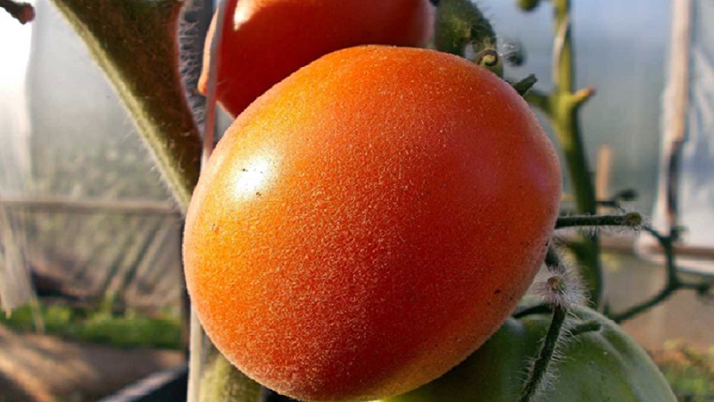 Un invité fabuleux sur votre site: la tomate Scheherazade - comment la cultiver correctement pour obtenir une récolte riche