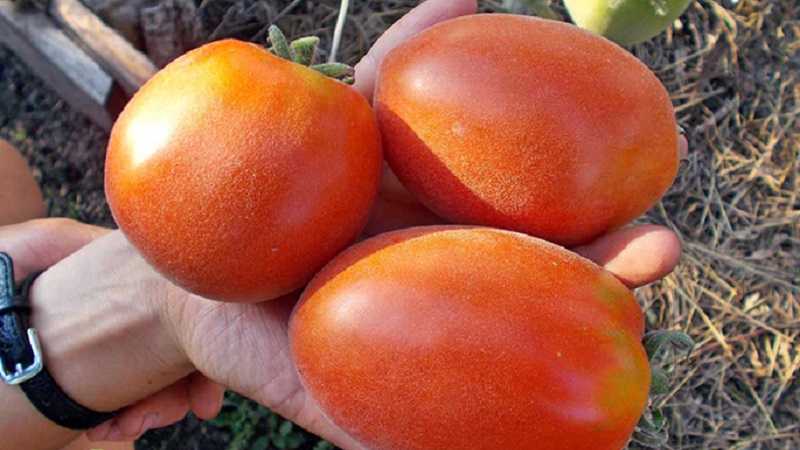 Un invité fabuleux sur votre site: la tomate Scheherazade - comment la cultiver correctement pour obtenir une récolte riche